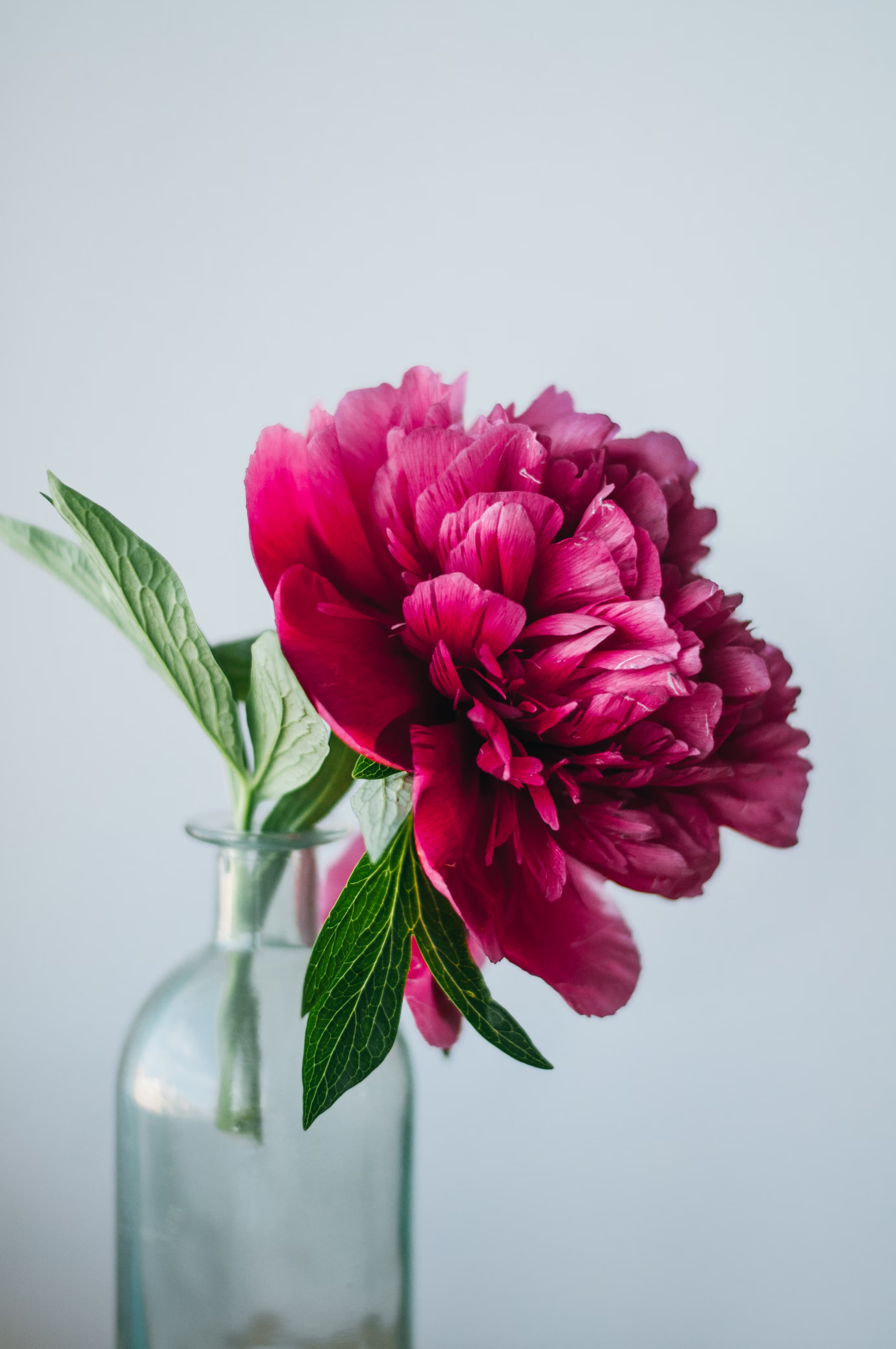 Pink flower